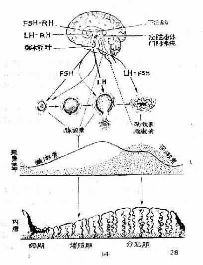 第二节 月经生理调节