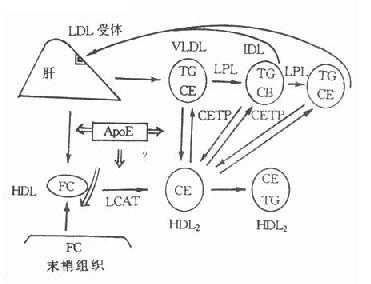第四节 脂代谢有关酶类与特殊蛋白质