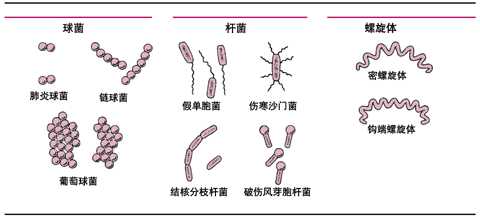 第177节 杆菌感染