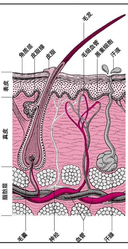 第190节 皮肤生物学