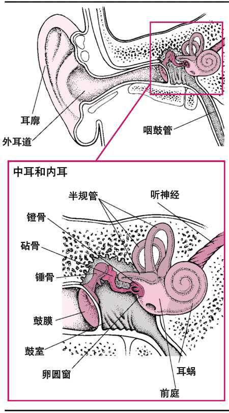 第209节 耳鼻咽喉