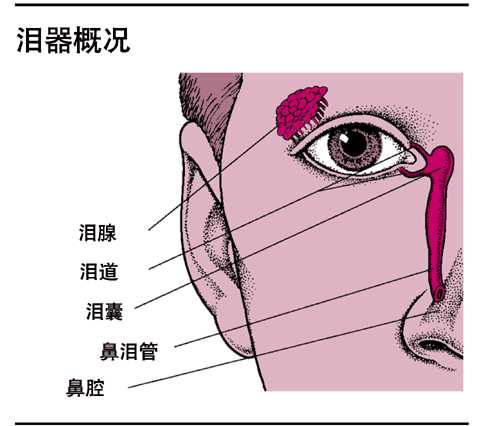 第220节 眼睑和泪腺病