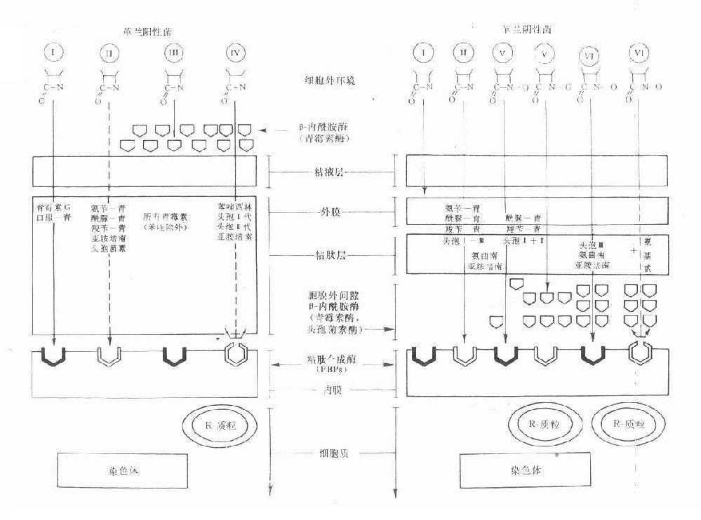 һ���������ơ�Ӱ�쿹���������ؼ�ϸ����ҩ��
