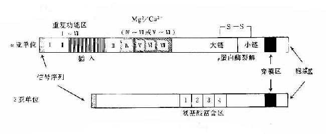 第二节 粘附分子